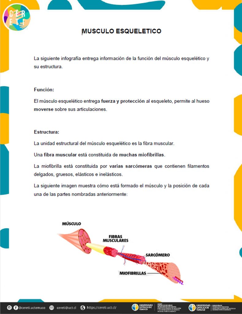 Musculo esquelético estructura y función – Inspira